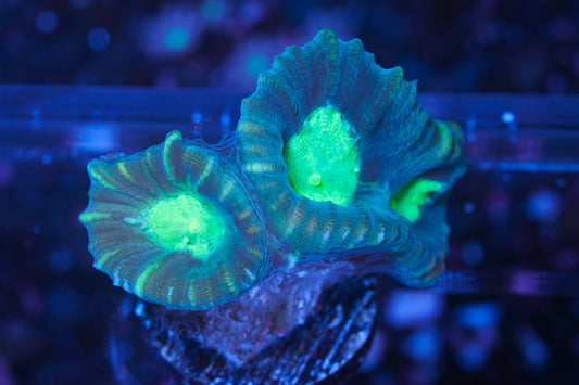 Pinwheel Candy Cand - WYSIWYG