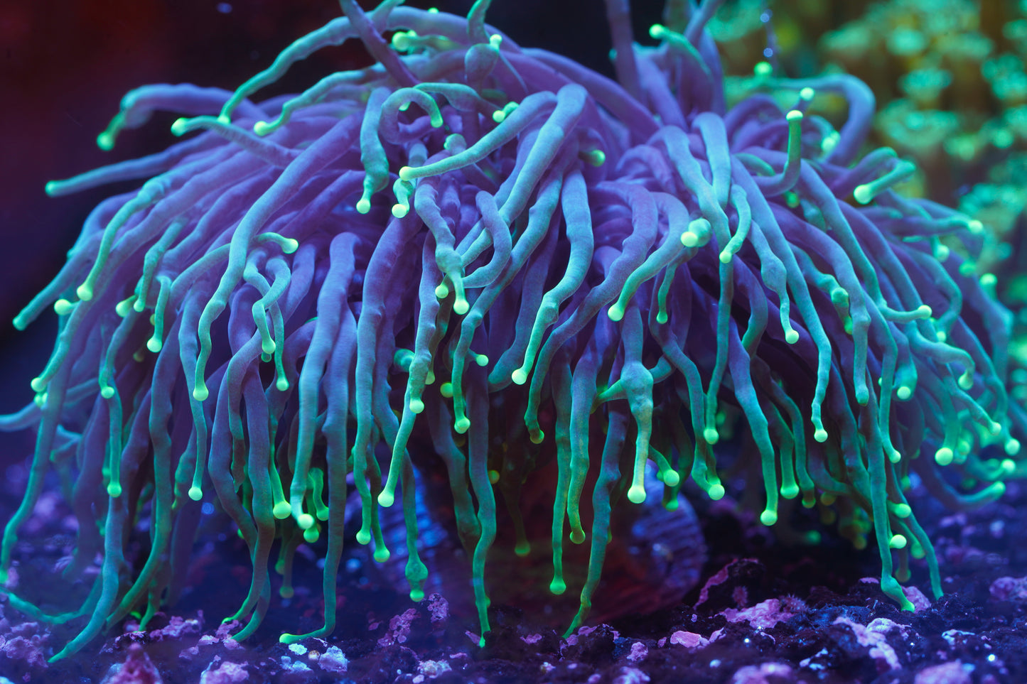 Dragon Soul Torch - WYSIWYG