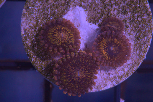 Pandora Zoanthid - WYSIWYG