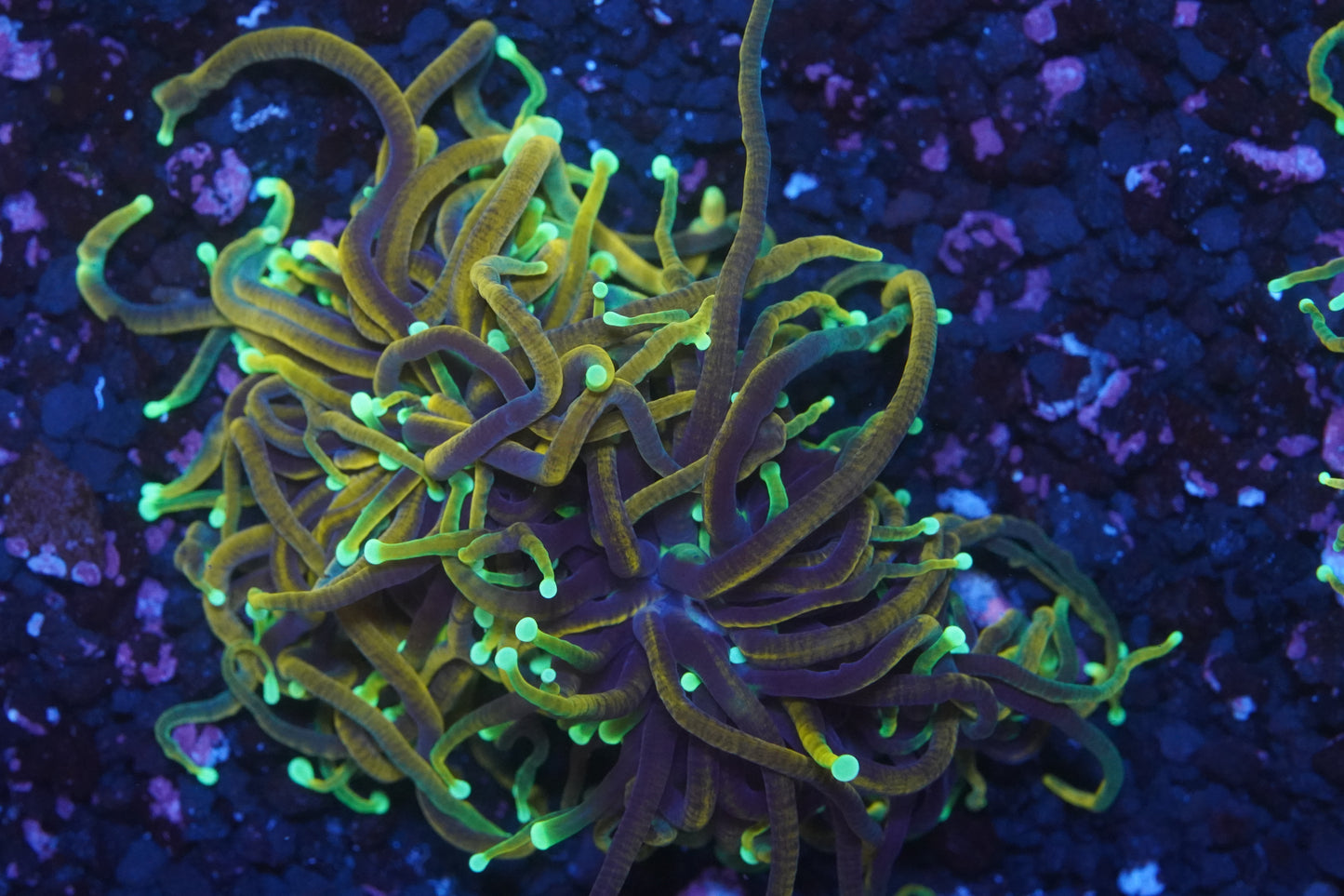 Dragon Soul Torch - WYSIWYG