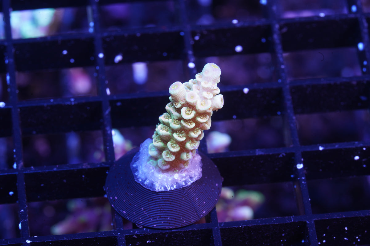 Indo Premium Tenuis Acropora - WYSIWYG