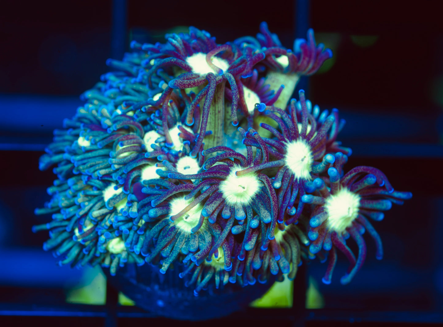 TSA Sparkle Goniopora - Aquacultured WYSIWYG
