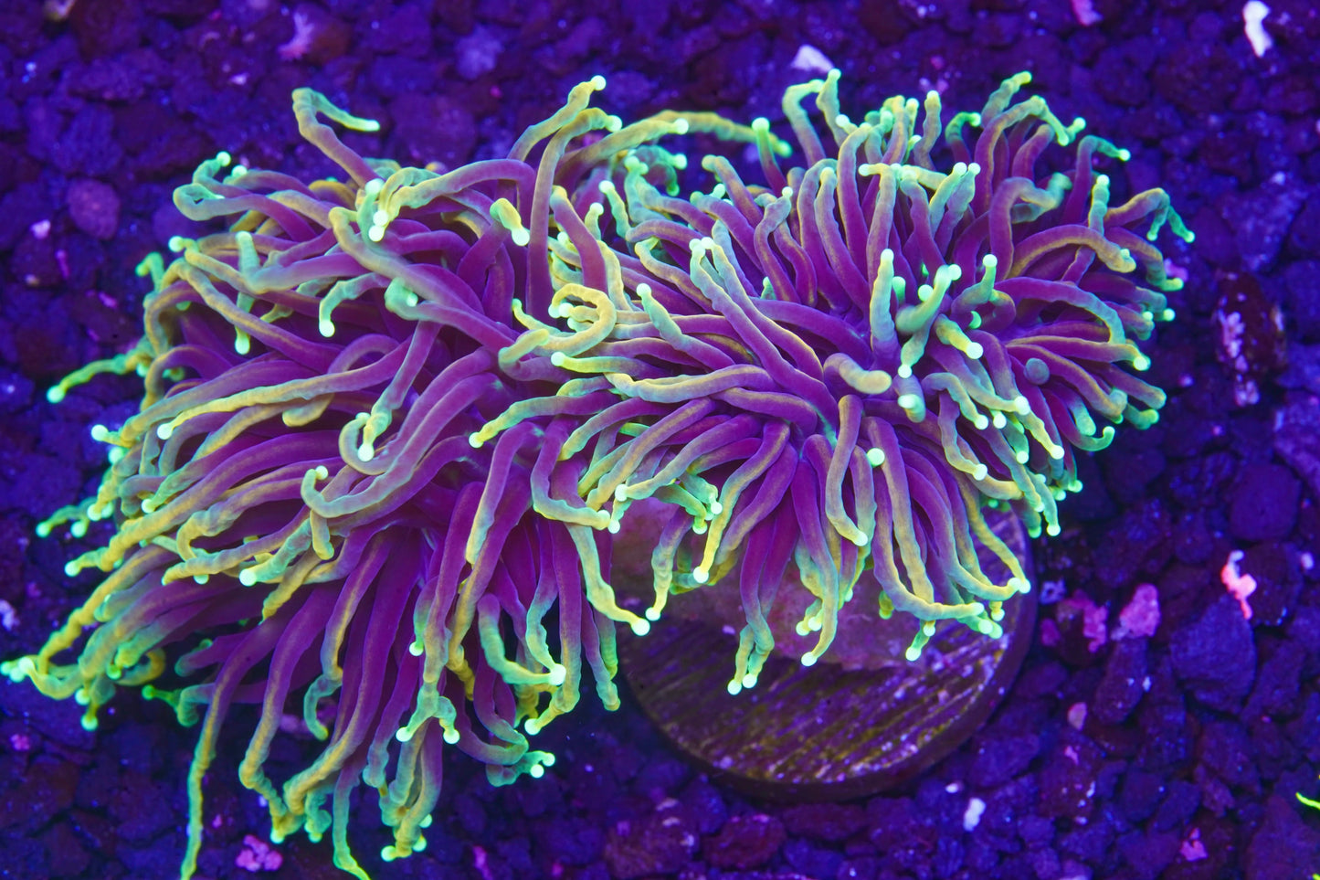 Dragon Soul Torch - Aquacultured WYSIWYG ~2 Heads Splitting