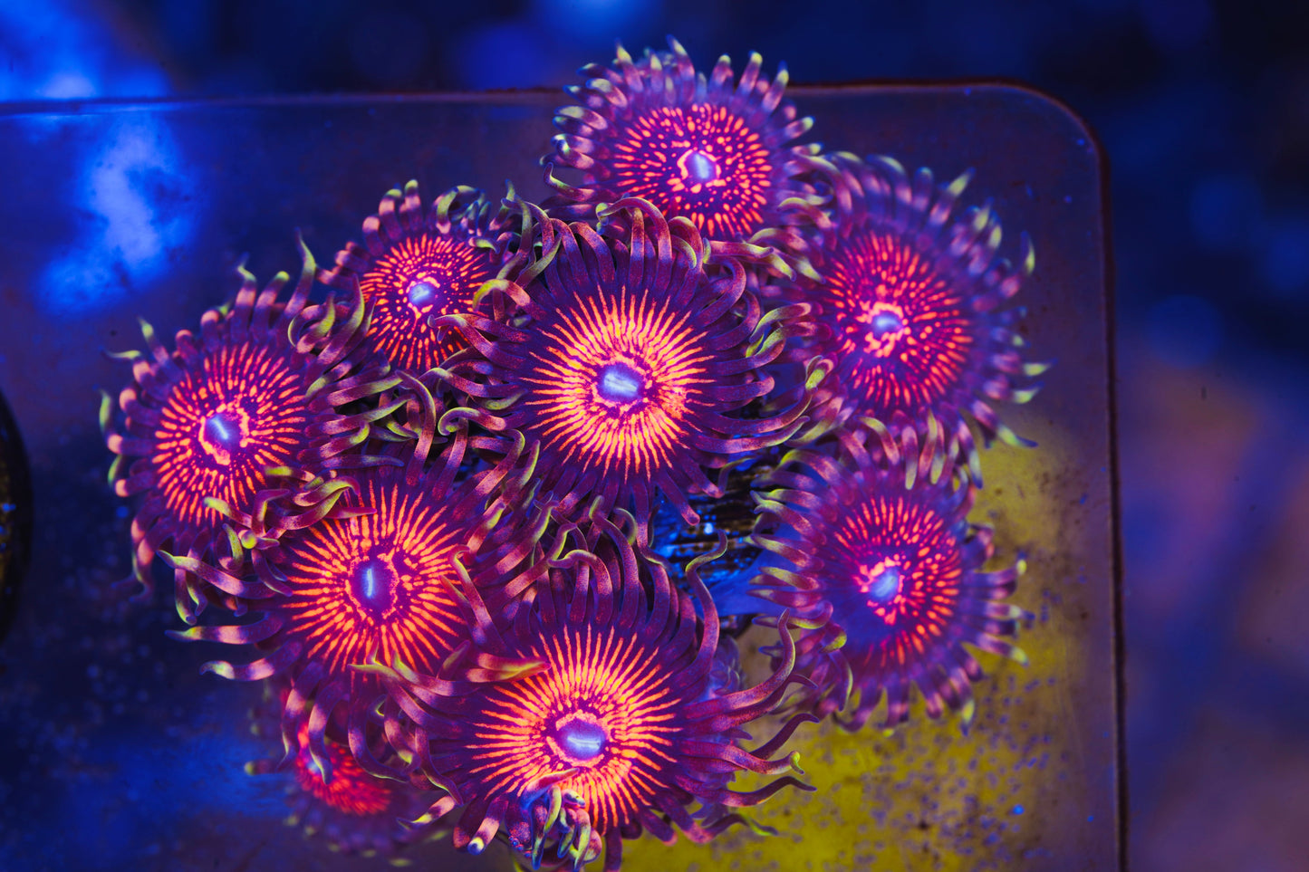 God of War Zoanthid - Aquacultured WYSIWYG