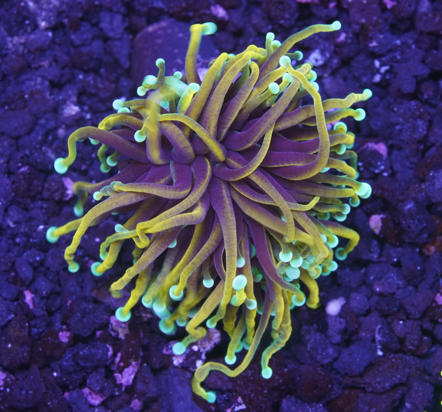 Dragon Soul Torch - Aquacultured WYSIWYG ~1 Head Splitting