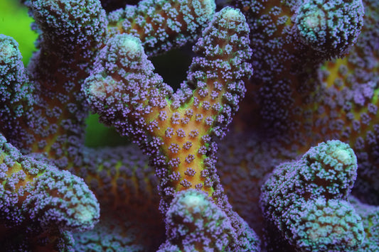 ORA Bird of Paradise - Cut to Order