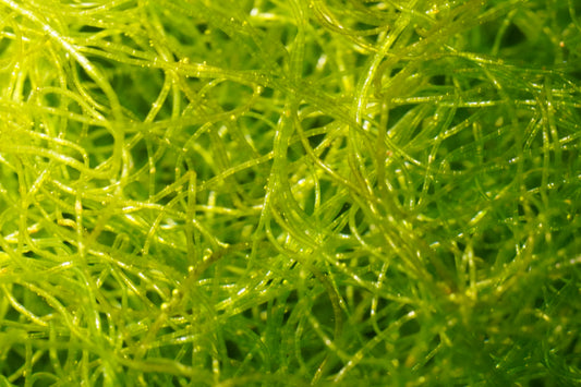 Chaetomorpha - Golf Ball Size