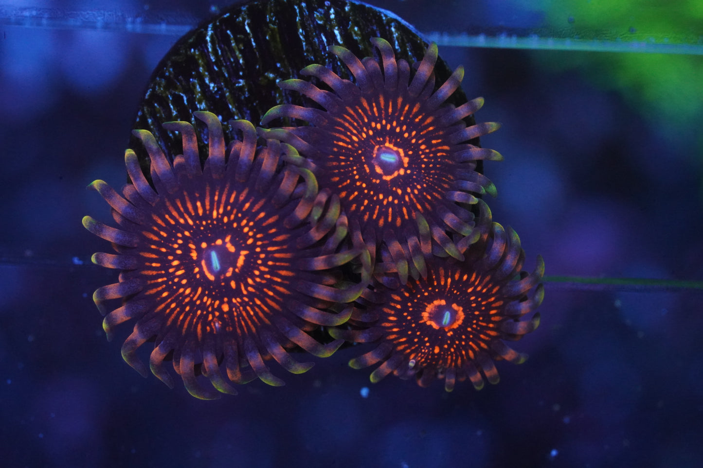 God of War Zoanthid - WYSIWYG