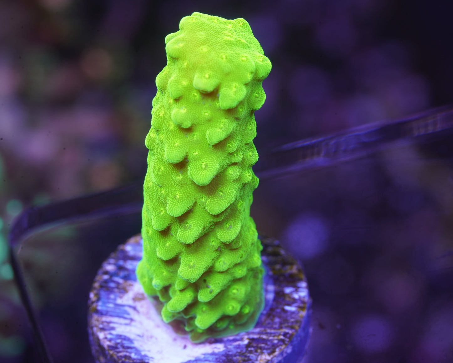 Bali Green Slimer Acropora - Aquacultured WYSIWYG