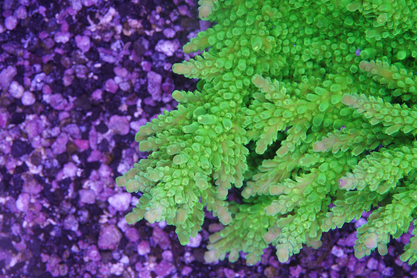 ORA Frogskin Acropora - Aquacultured Stock Frag