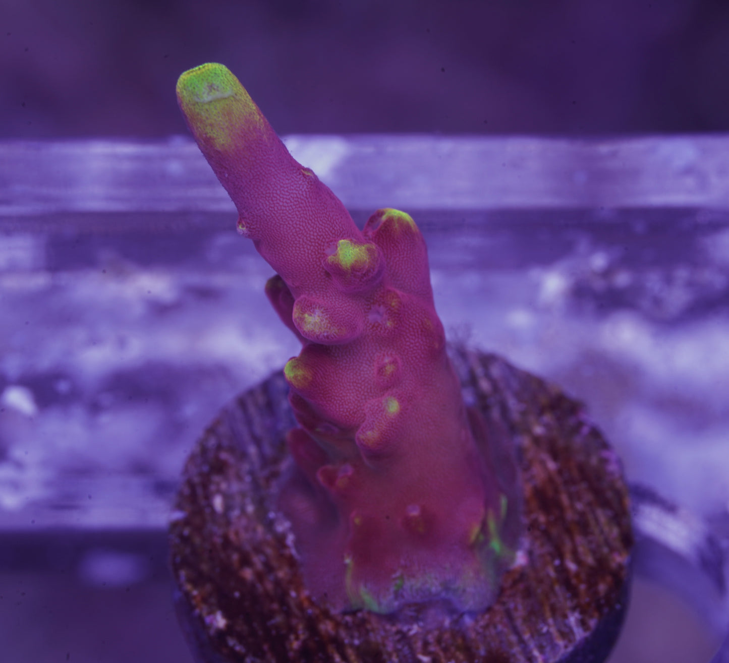 JF Fox Flame Acropora - WYSIWYG