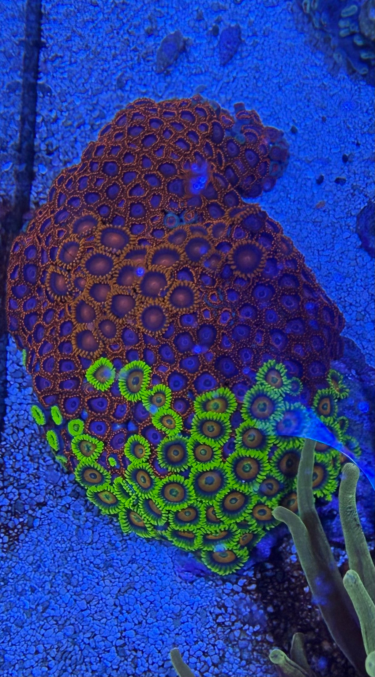Zoa Combo Rock ~3”x5” - Aquacultured WYSIWYG