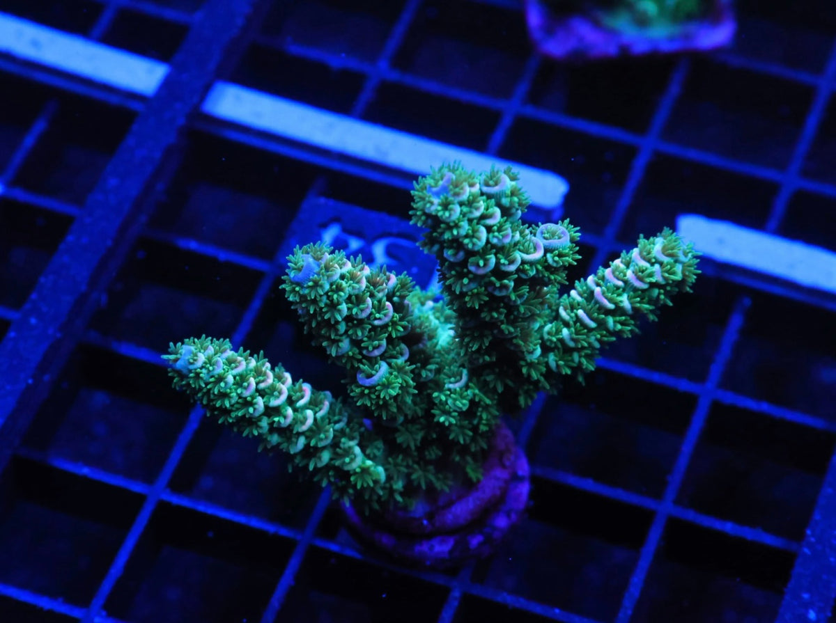 Indo Premium Tenuis Acropora - WYSIWYG