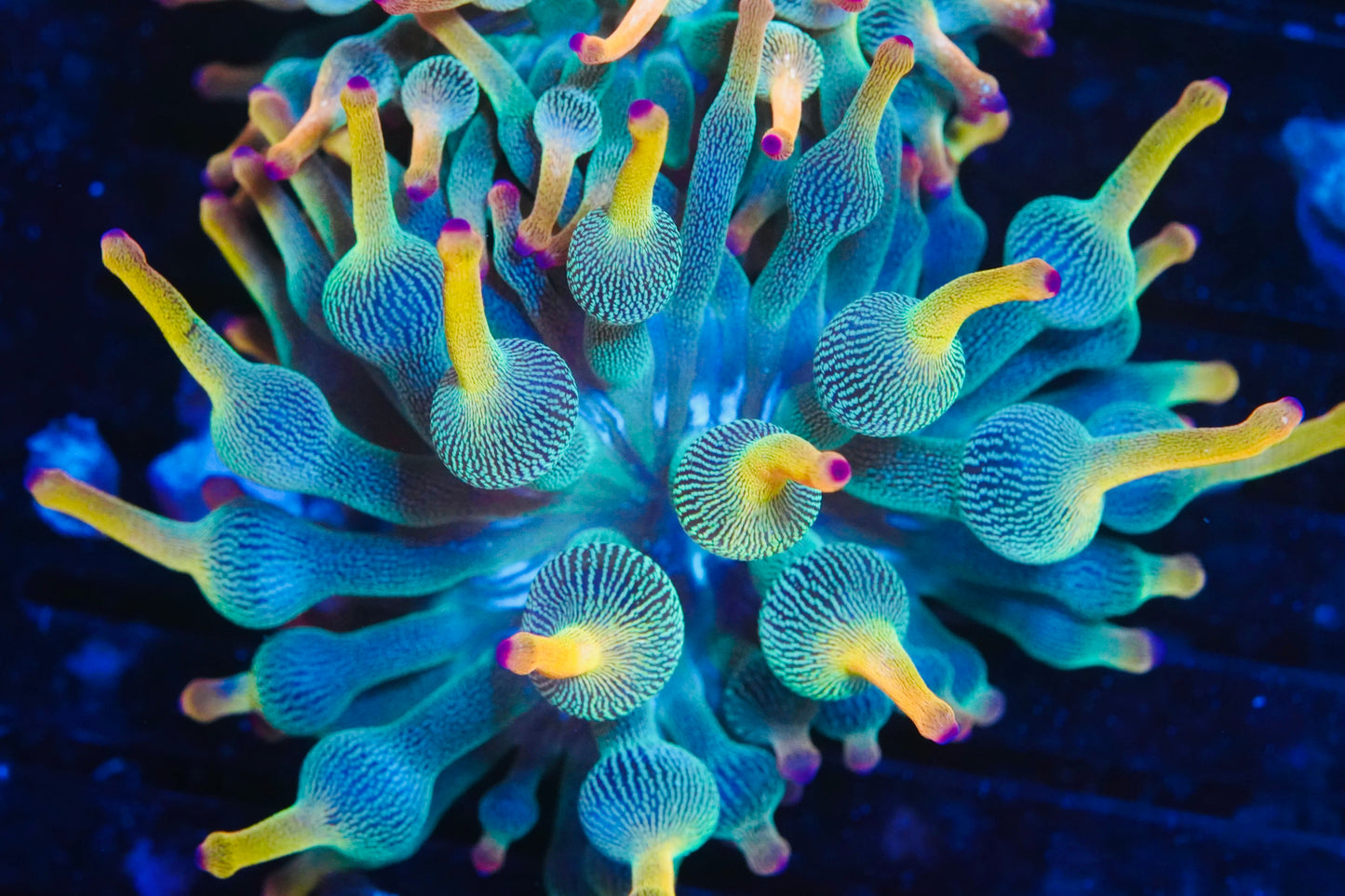 BTS Holy Grail Bubble Tip Anenome - WYSIWYG