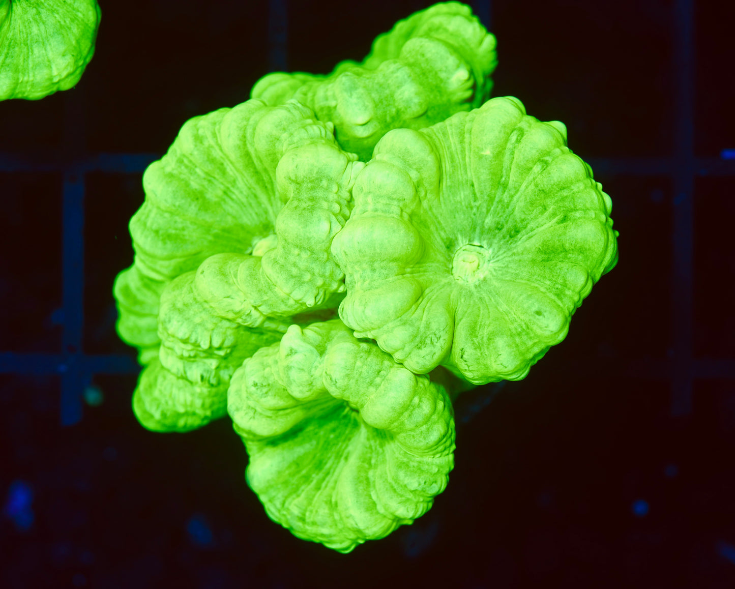 Kryptonite Candy Canes - Aquacultured WYSIWYG