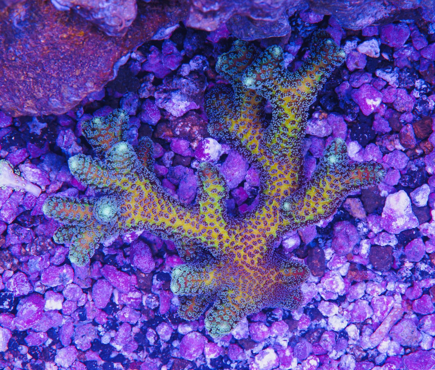 ORA Bird of Paradise - Aquacultured WYSIWYG