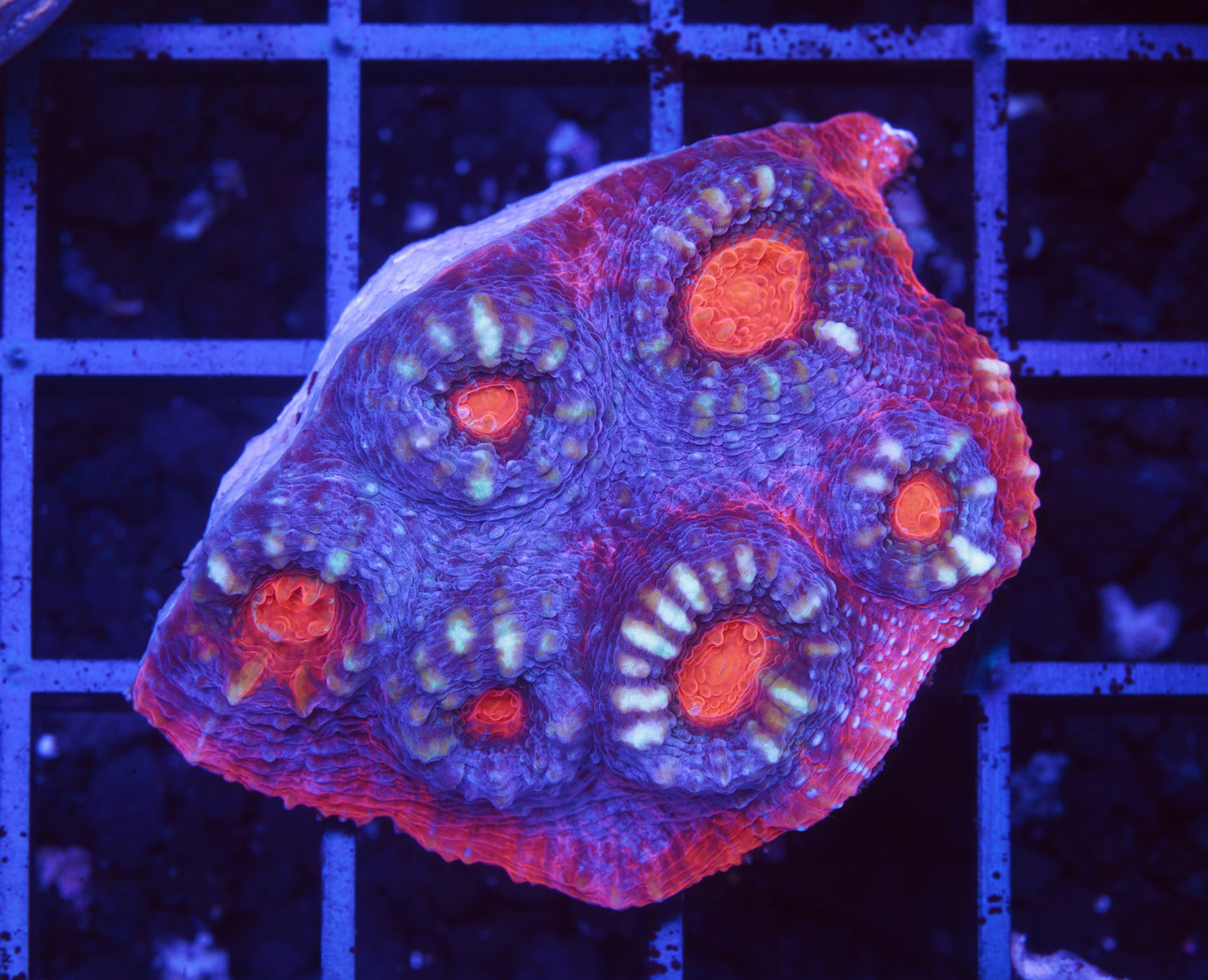 Ultra Aussie Chalice - Aquacultured