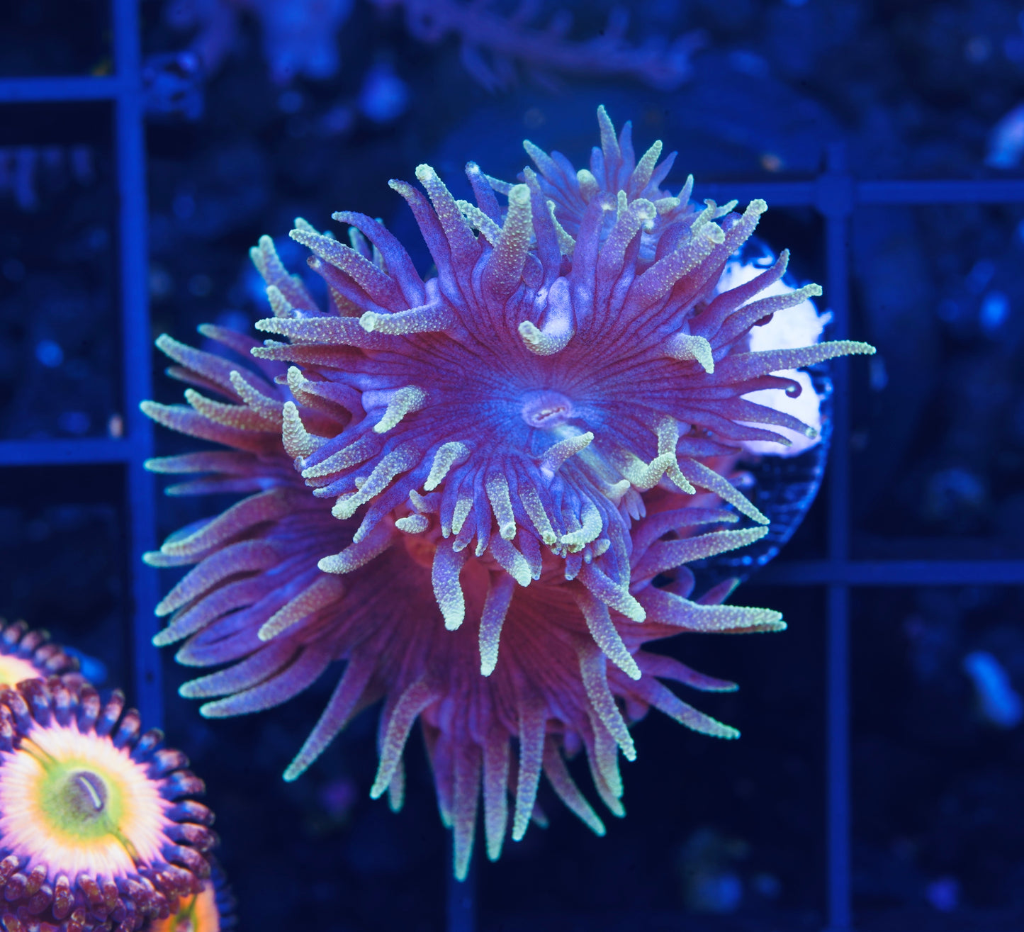 Blue Duncans - Aquacultured WYSIWYG