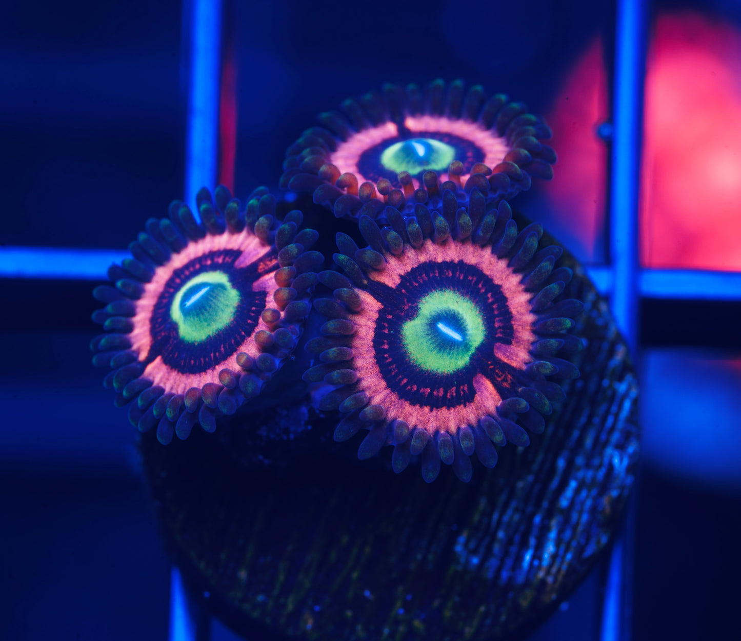 JF Daisy Duke Zoanthid - Aquacultured WYSIWYG