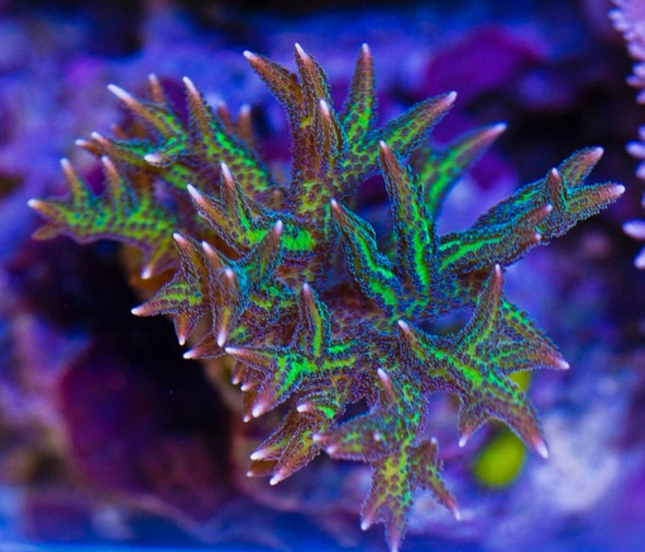 Purple Polyp Birdsnest - Aquacultured Stock Frag