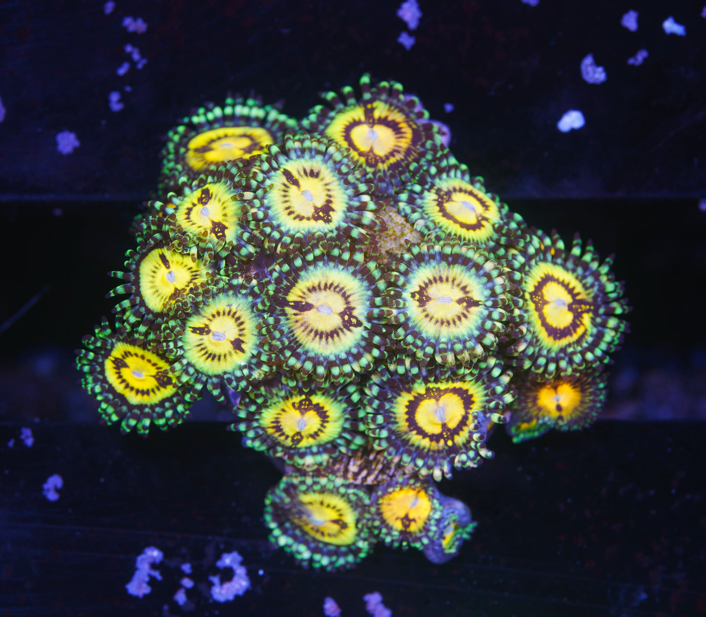 Butt Muncher Zoanthid Mini Colony - Aquacultured WYSIWYG
