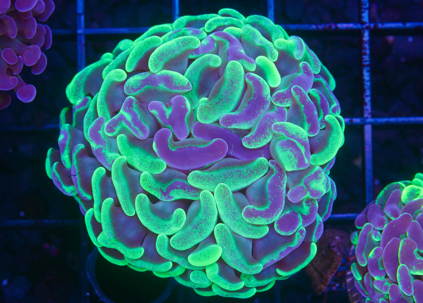 Blue Splatter Branching Hammer - WYSIWYG