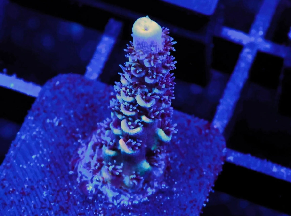 Assorted Premium Acropora - WYSIWYG