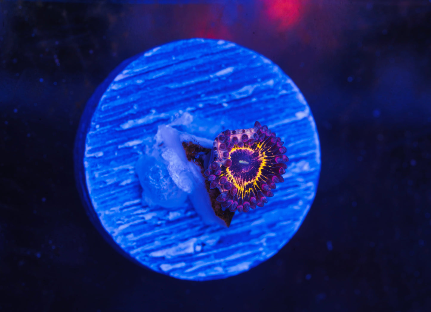 Stratosphere Zoanthid - Aquacultured WYSIWYG ~1 Polyp