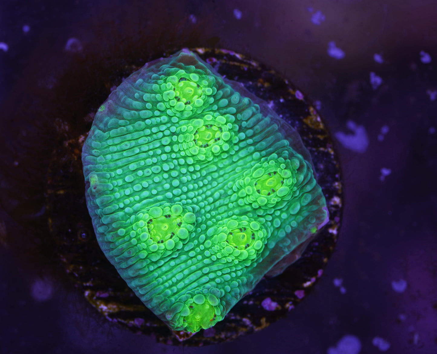 Hollywood Stunner Chalice - Aquacultured WYSIWYG