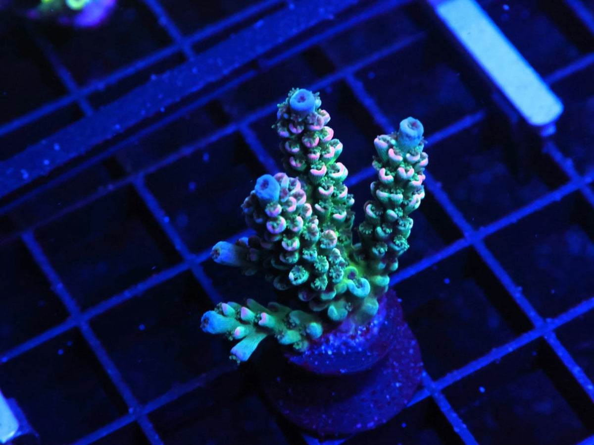 Indo Premium Rainbow Tenuis Acropora - WYSIWYG