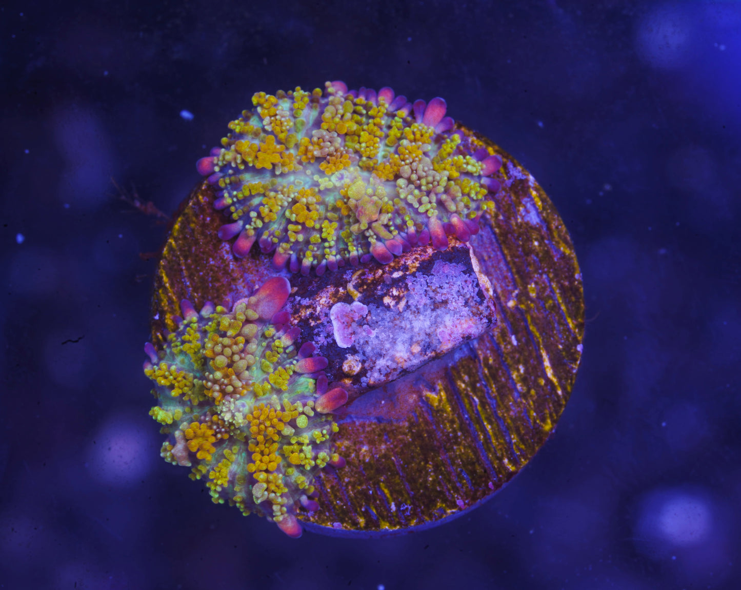 Golden Gonzoa Dragon Bounce Mushroom - Aquacultured Stock Frag