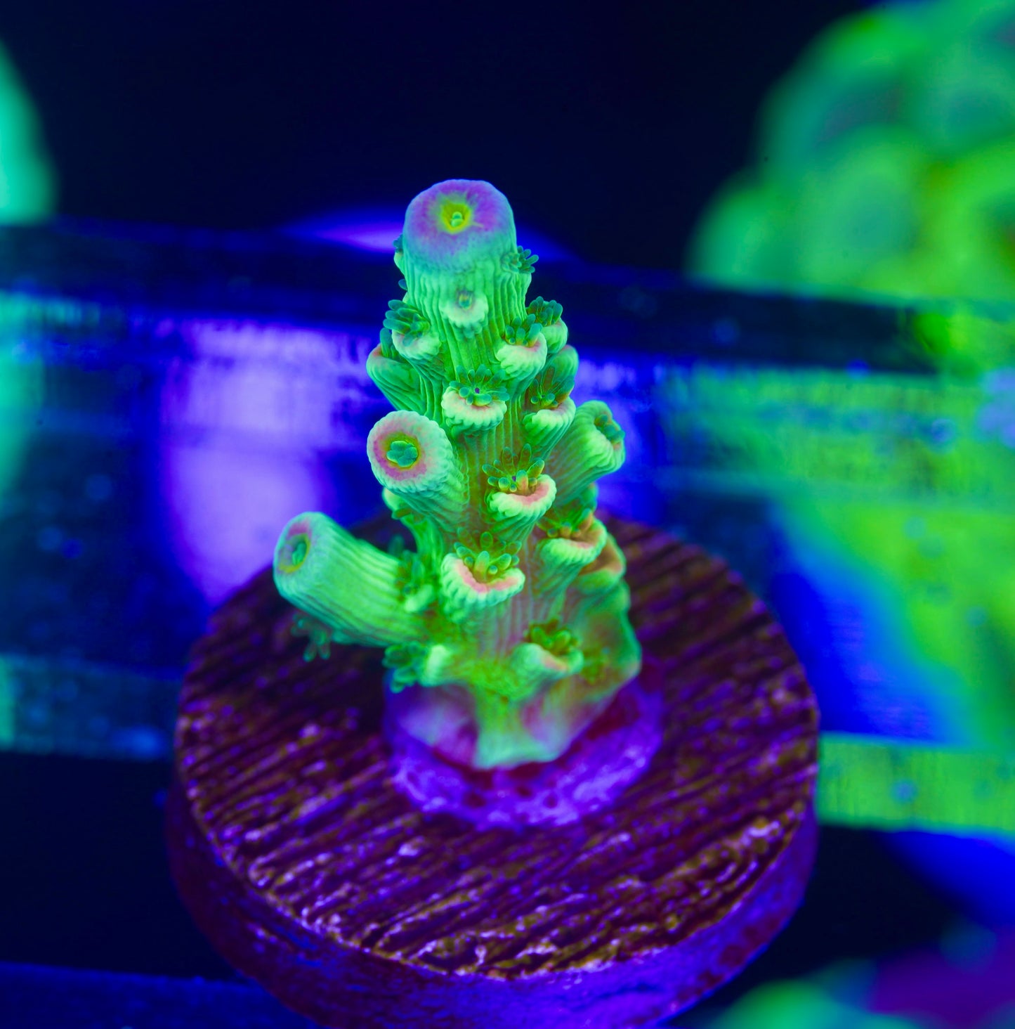 TSA Peter Pan Acropora - Aquacultured WYSIWYG