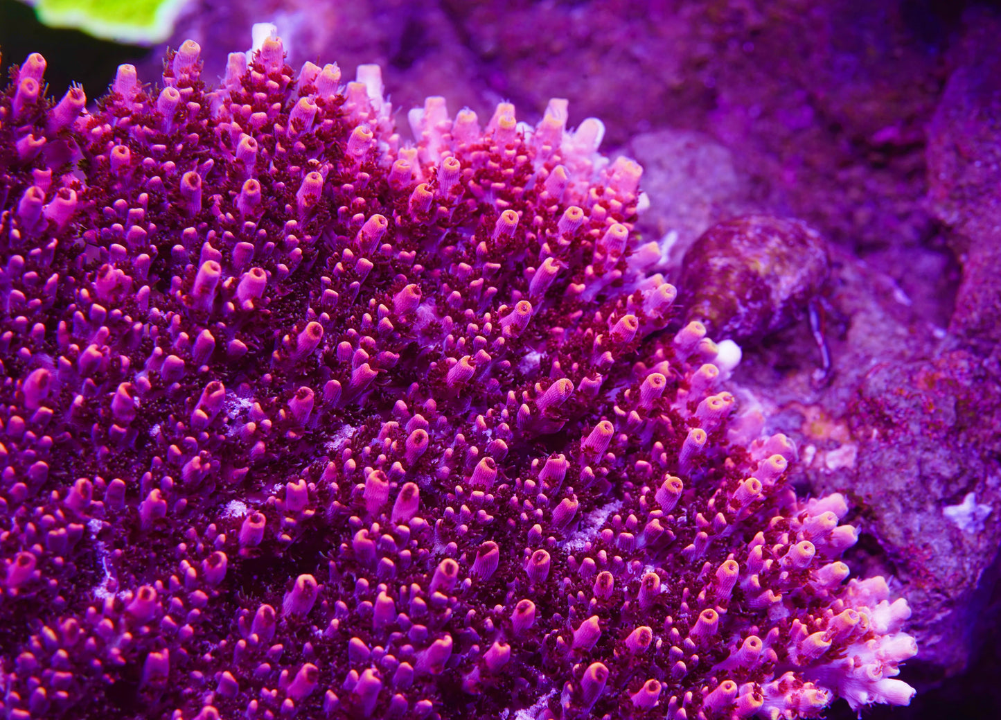 TSA Fruity Pebbles Acropora - Aquacultured Stock Frag