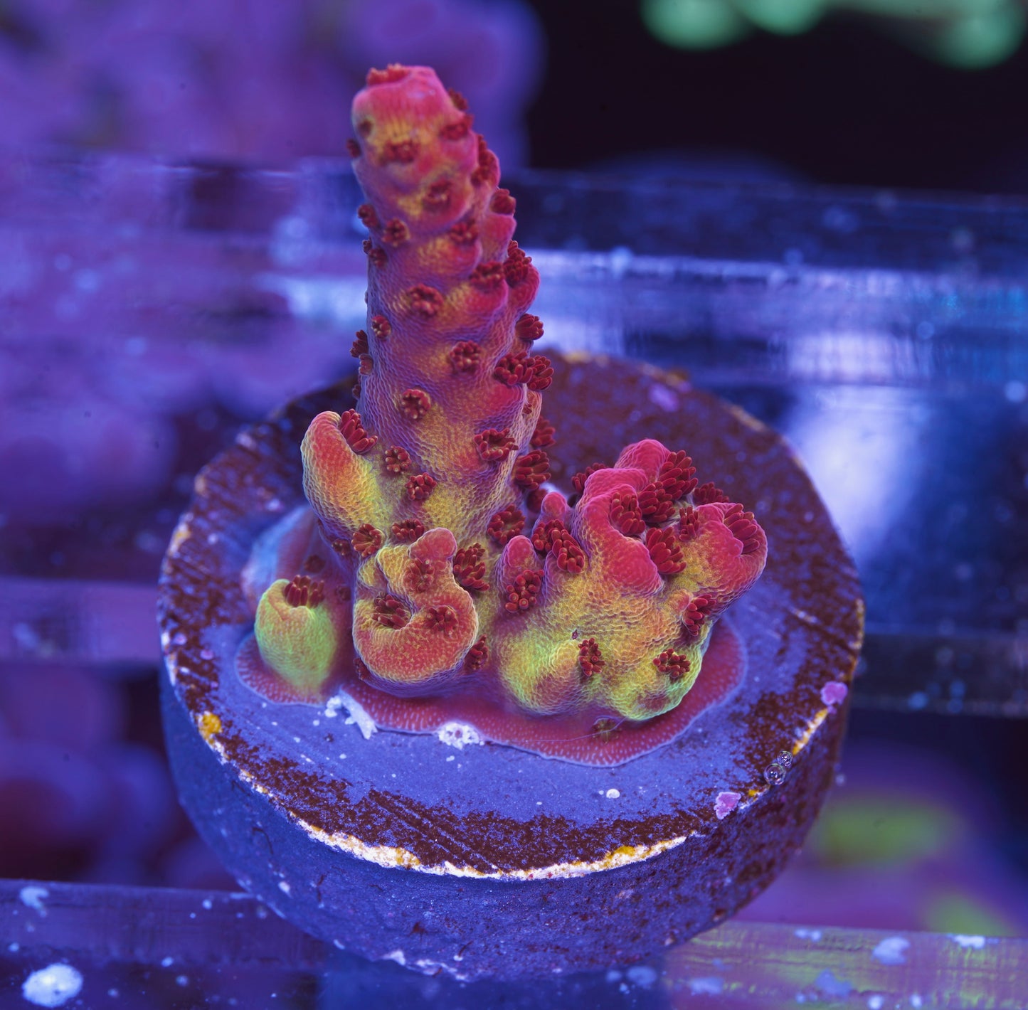 PC Rainbow Acropora - Aquacultured WYSIWYG