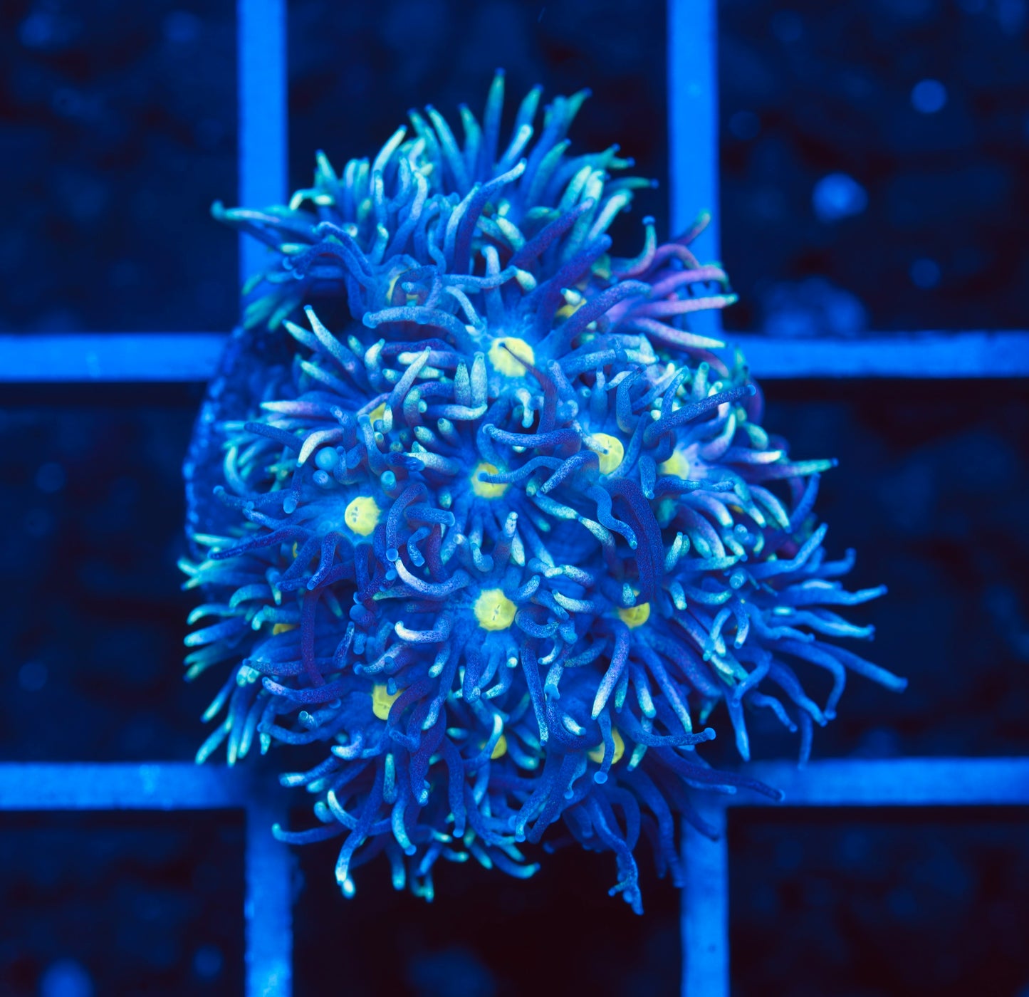 ECC Stargazer Goniopora - Aquacultured WYSIWYG
