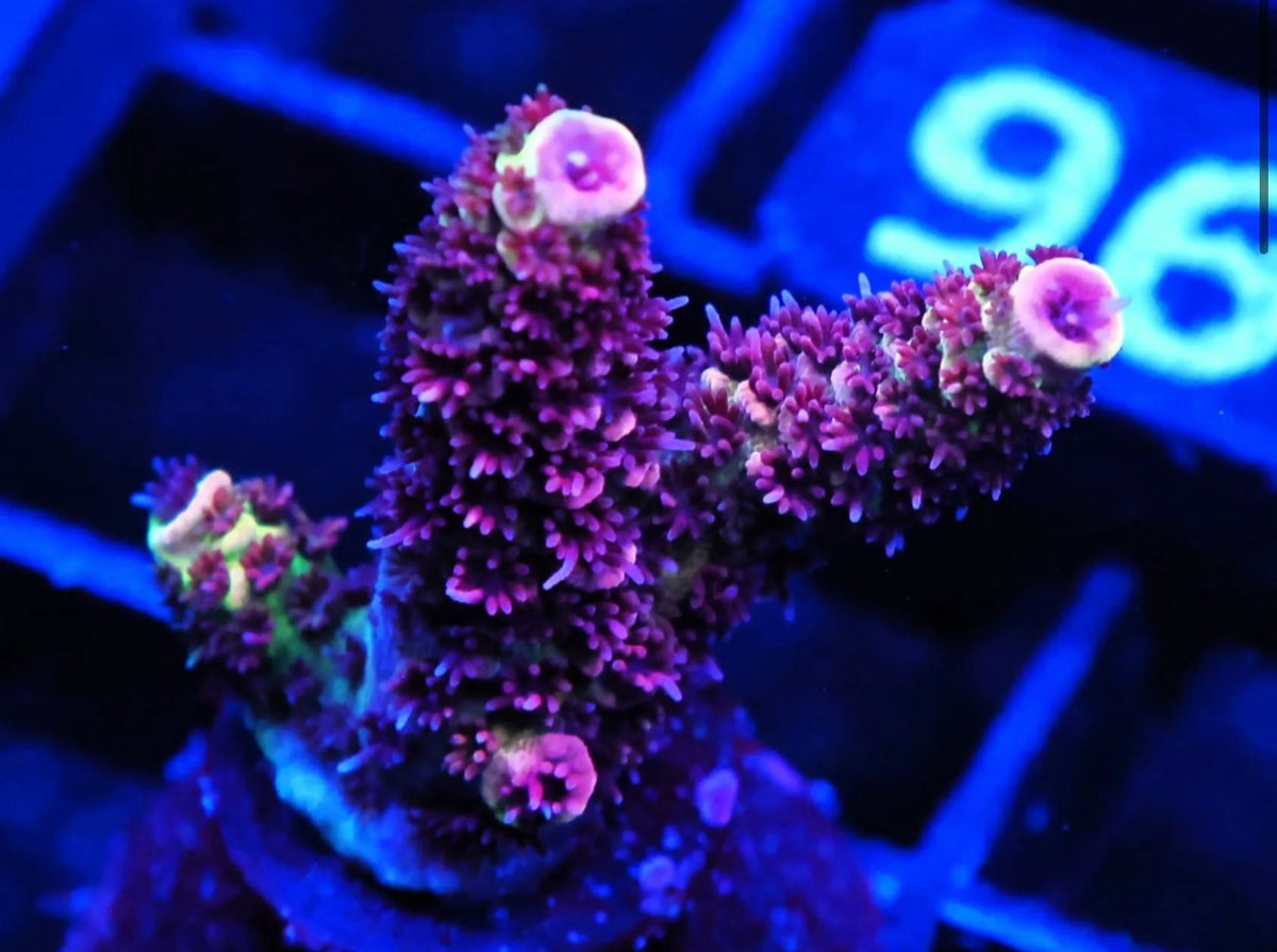 Assorted Premium Acropora - WYSIWYG
