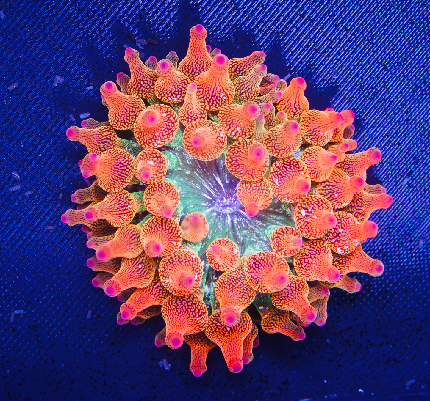 ECC Rainbow Bubble Tip Anenome - Aquacultured WYSIWYG