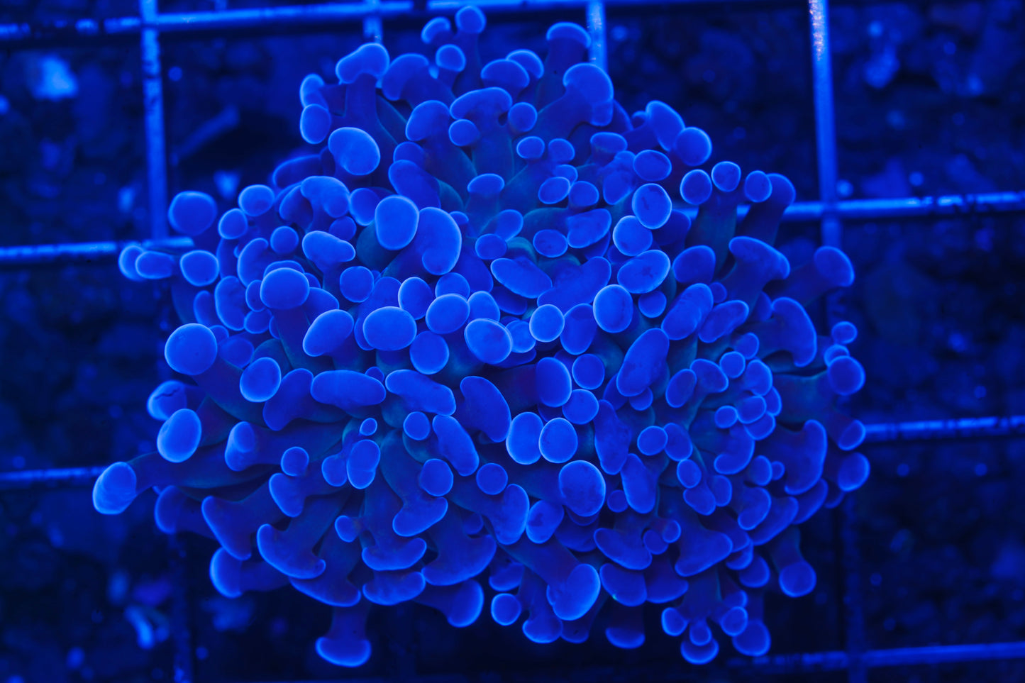 ECC Blue Gusher Hammer ~3 heads - Aquacultured WYSIWYG