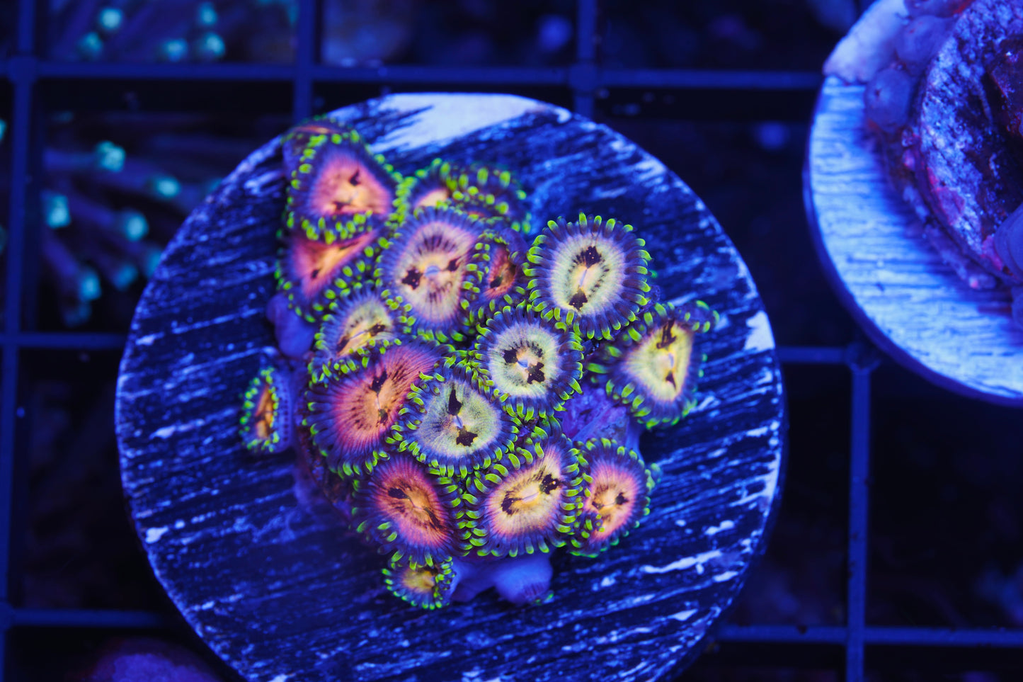 Nirvana Zoanthid - Aquacultured WYSIWYG