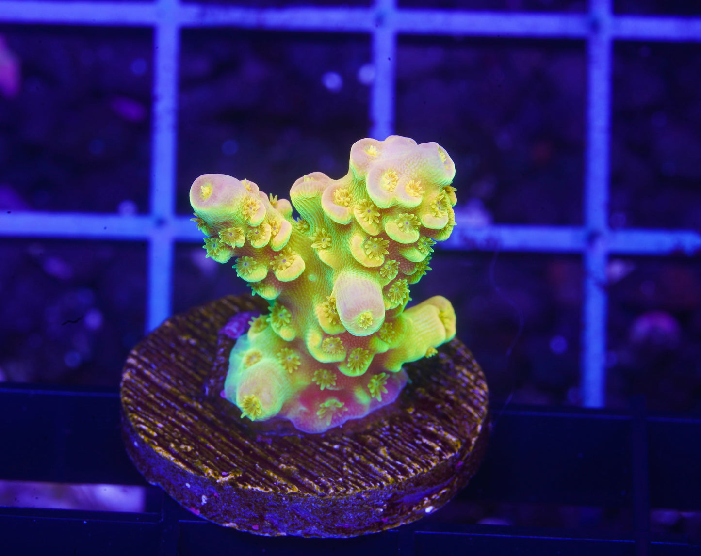 Walt Disney Acropora - Aquacultured WYSIWYG