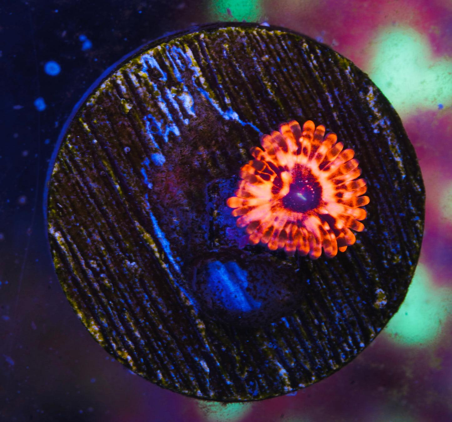 Utter Chaos Zoanthid - Aquacultured WYSIWYG