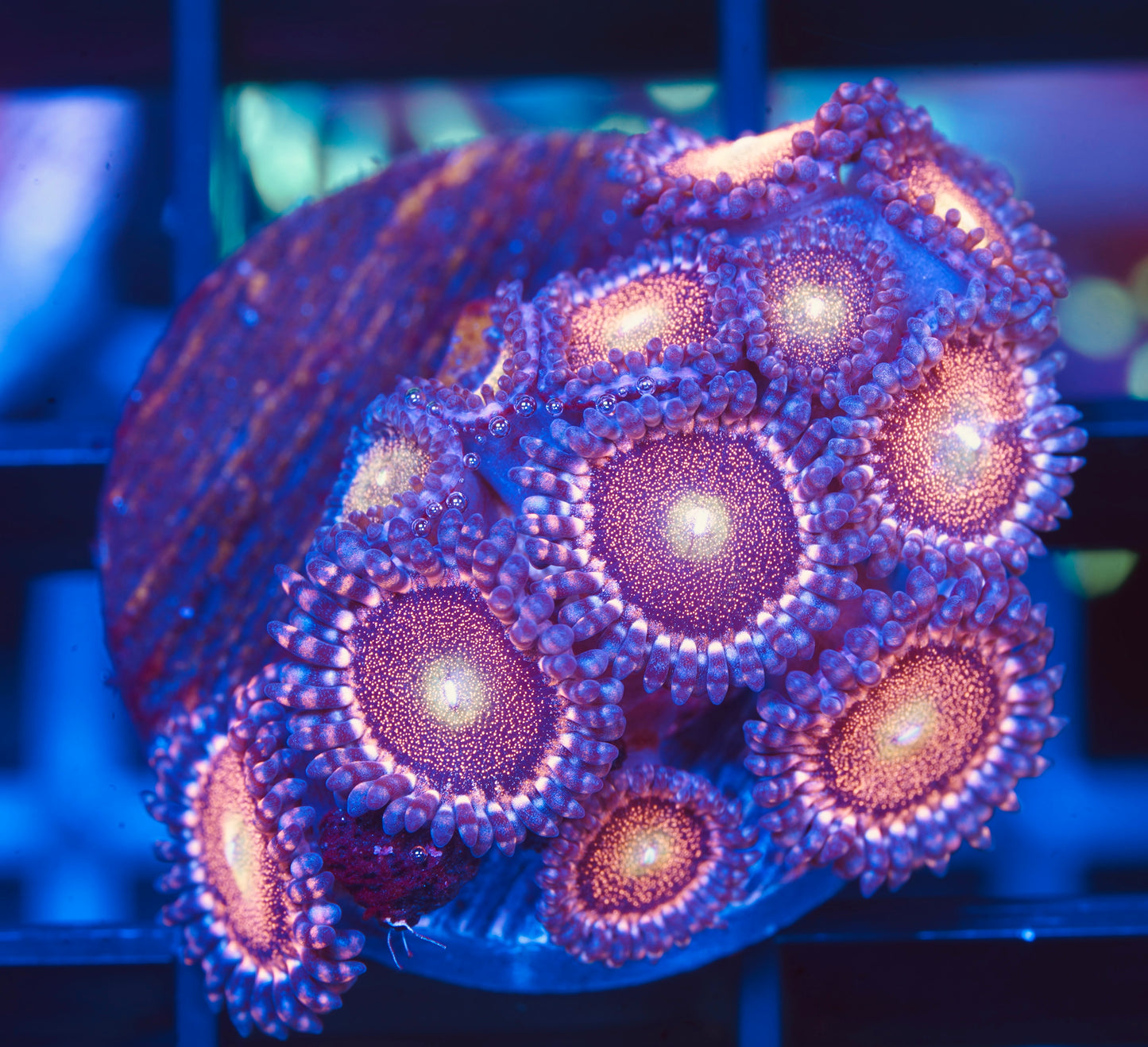 Pandora Zoanthid - Aquacultured WYSIWYG