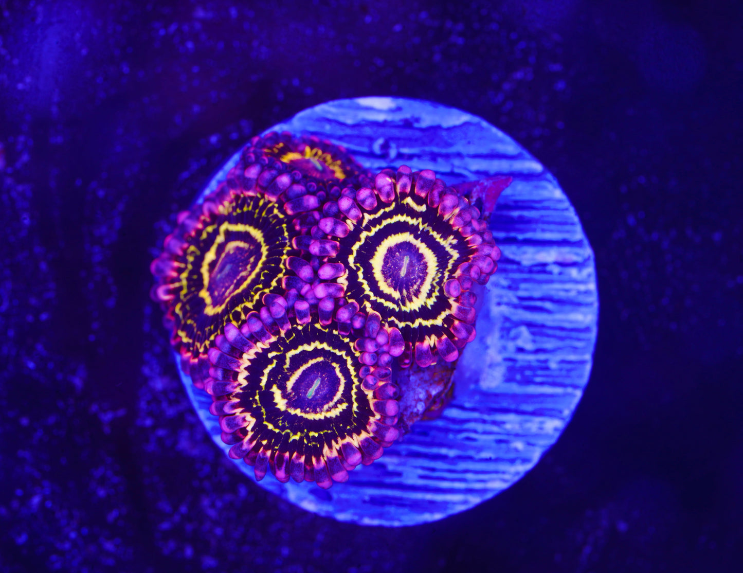 Stratosphere Zoanthid - Aquacultured WYSIWYG ~5 Polyps