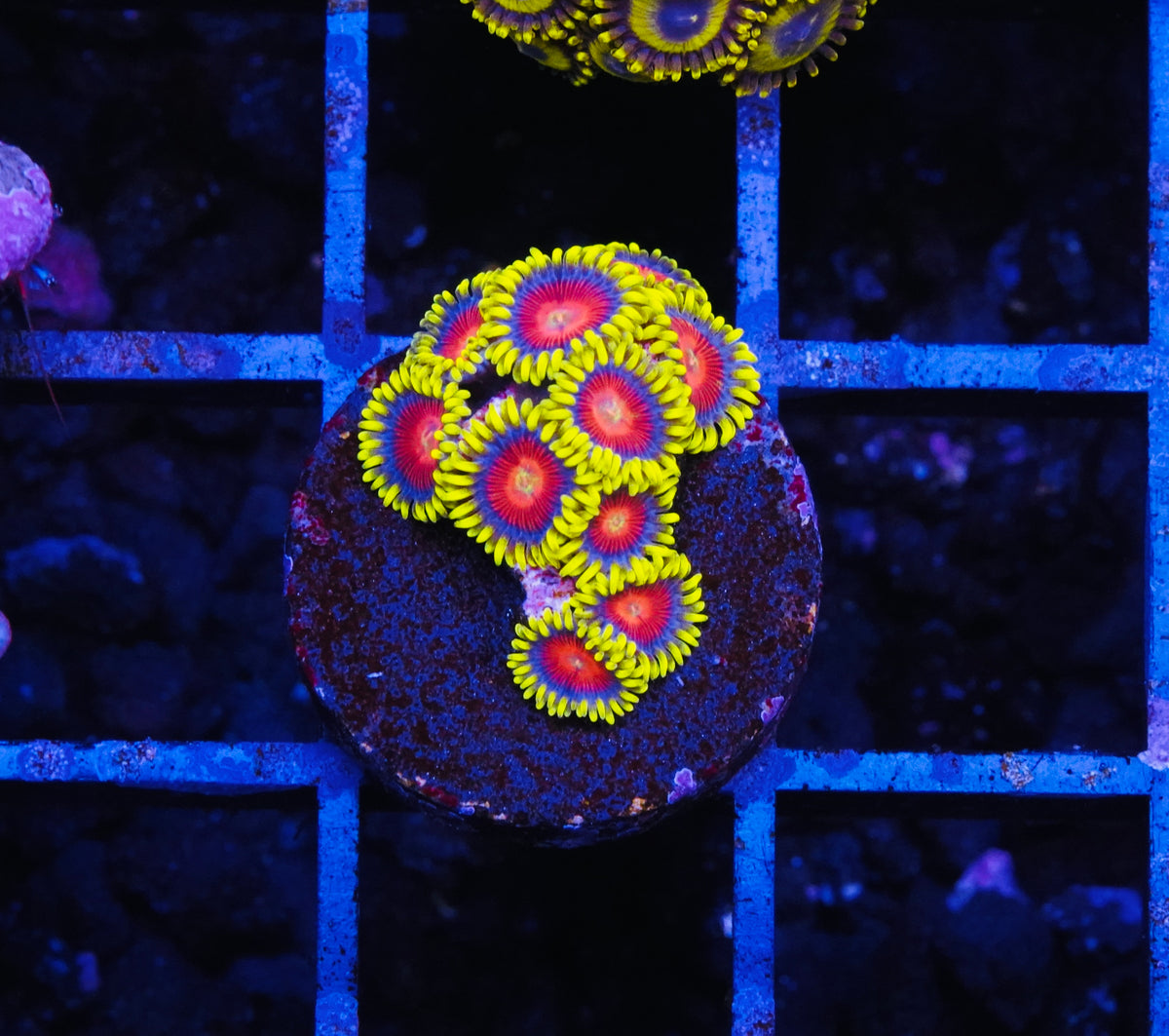 ECC Yellow Brick Road Zoanthid - Aquacultured WYSIWYG