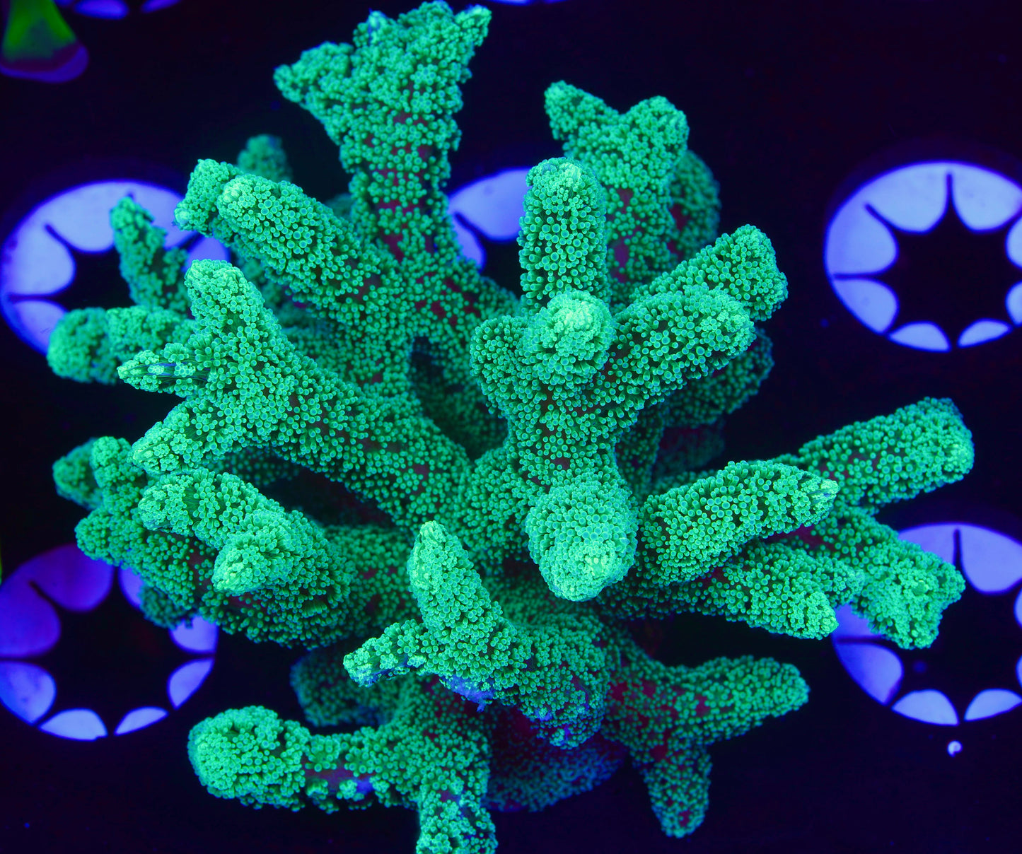 Neon Green Birdsnest - Aquacultured WYSIWYG ~Golfball size