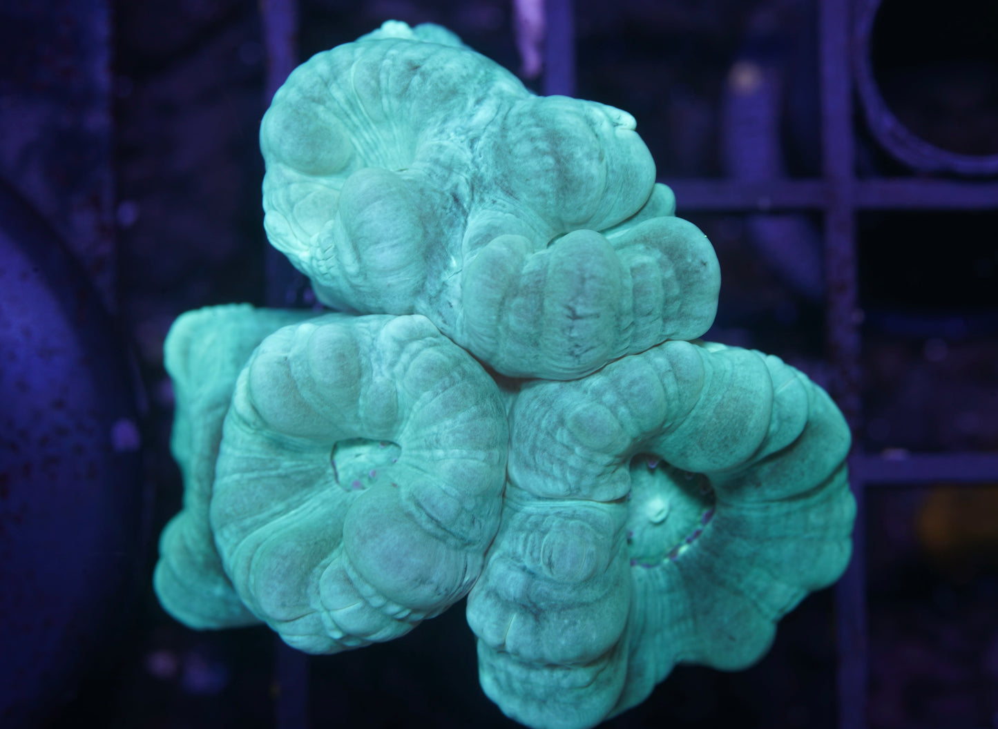 Teal Candy Canes - Aquacultured WYSIWYG