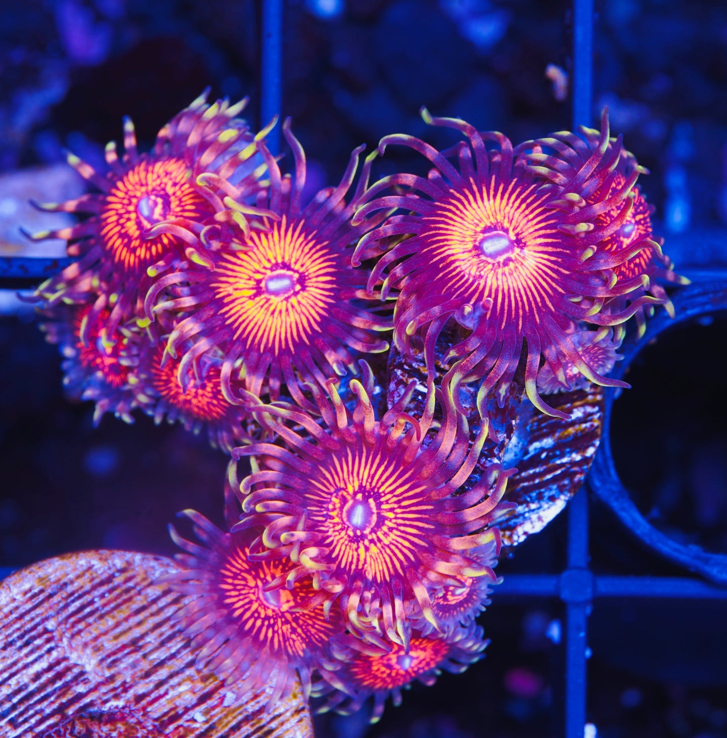 God of War Zoanthid - Aquacultured WYSIWYG