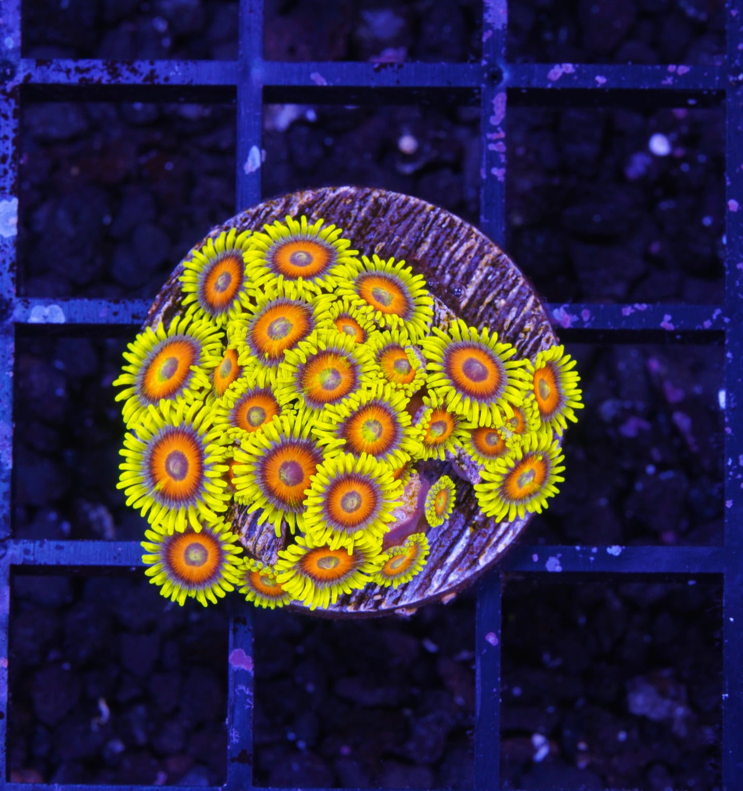 Super Saiyan Zoanthid Mini Colony - Aquacultured WYSIWYG