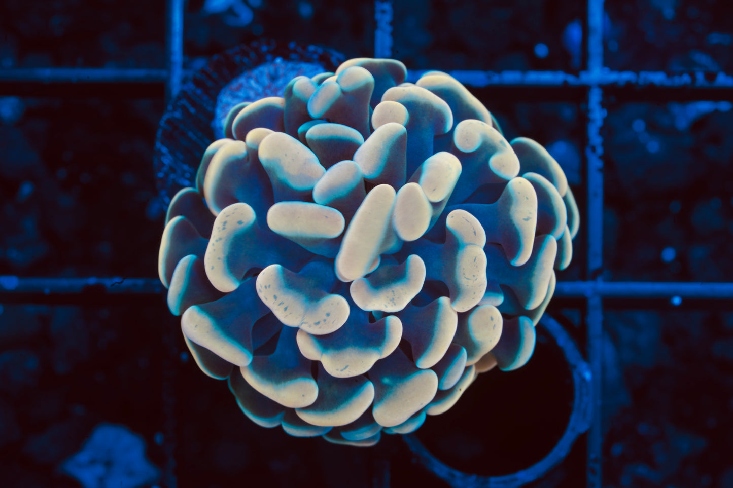 Golden Rainbow Branching Hammer - WYSIWYG Aquacultured