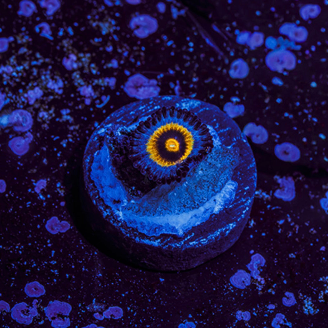 Wolverine Zoanthid - Aquacultured WYSIWYG